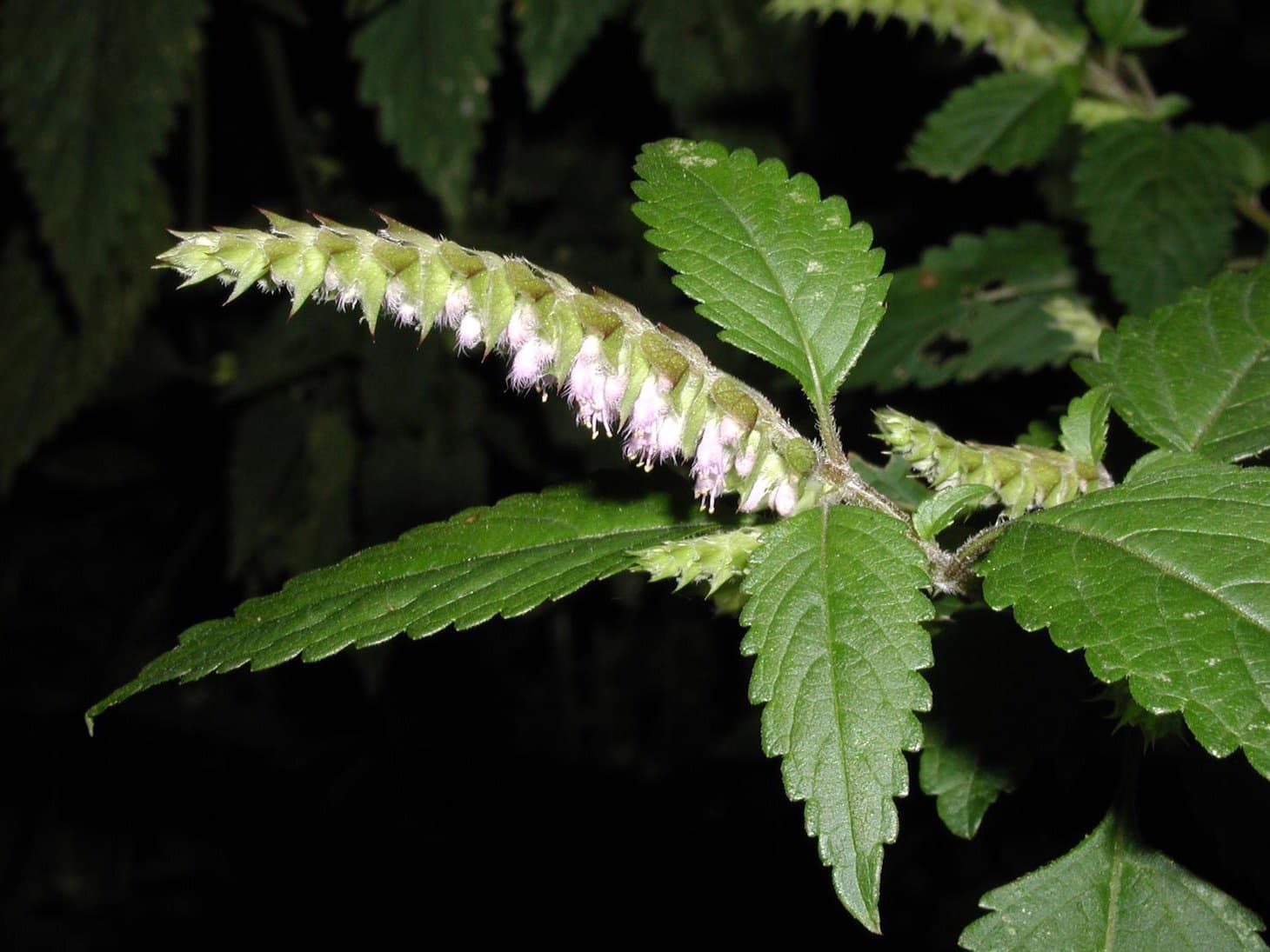 Elsholtzia ciliata (Thunb.) Hyl.