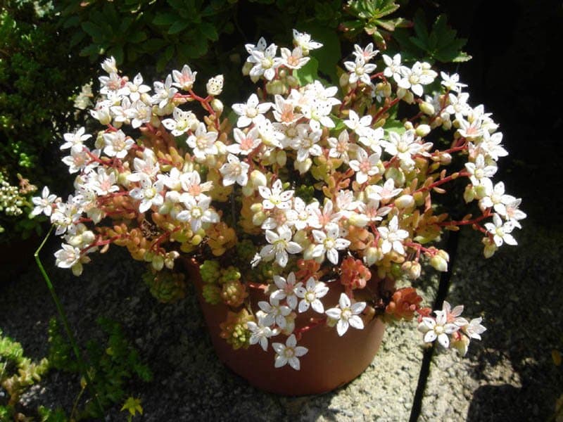 Sedum hirsutum All.