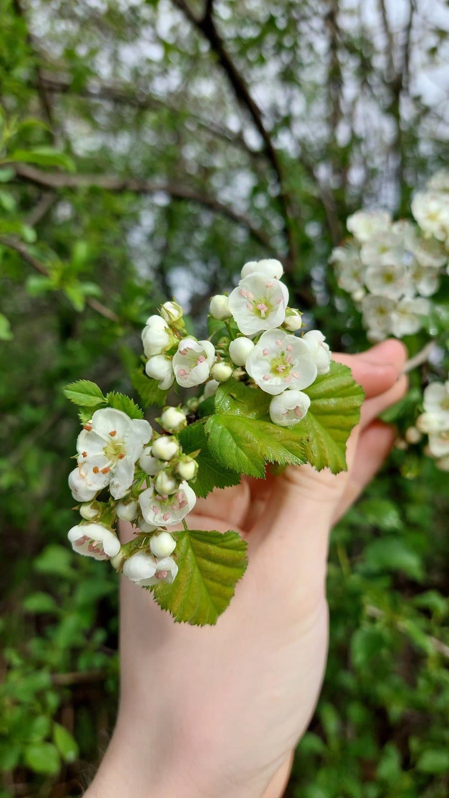 Crataegus coccinea L.
