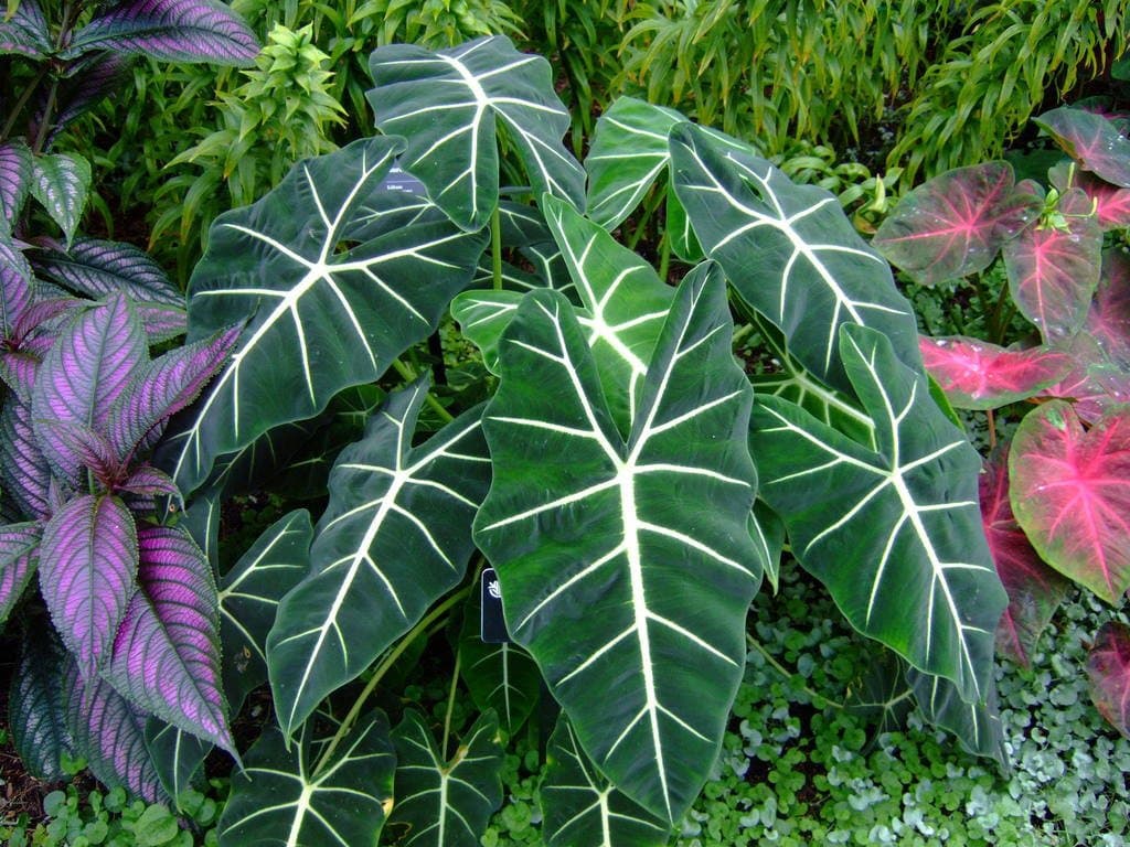 Alocasia micholitziana Sander
