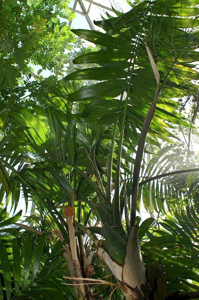 Synechanthus warscewiczianus H.Wendl.