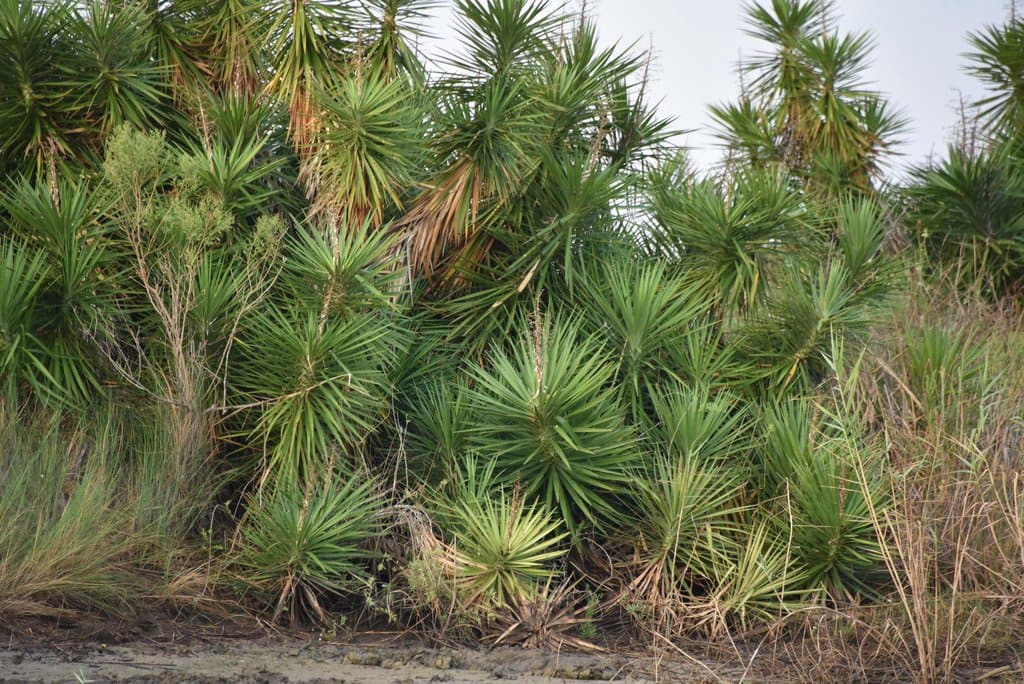 Yucca aloifolia L.