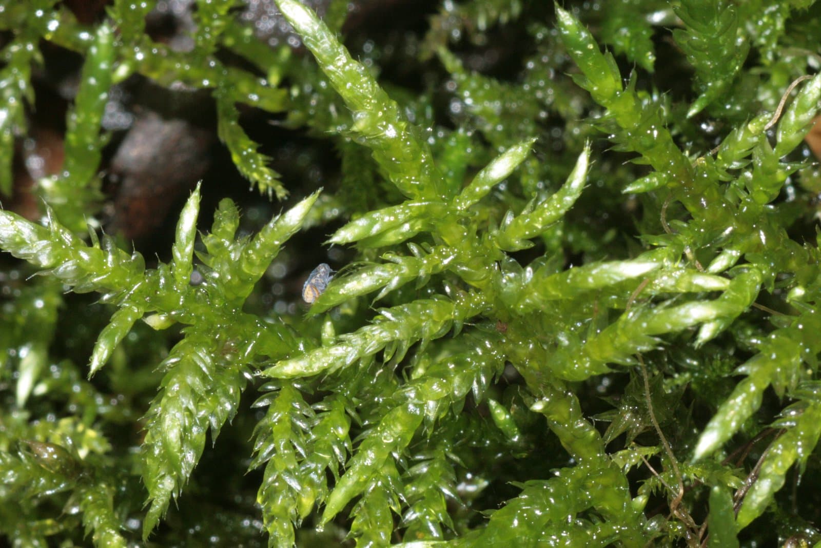 Cirriphyllum piliferum (Hedw.) Grout