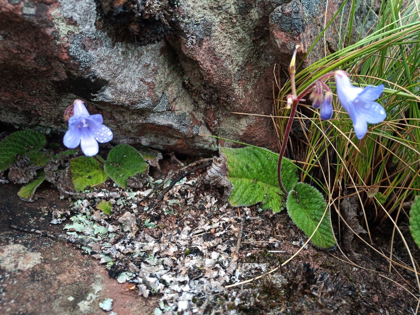 Streptocarpus caeruleus Hilliard & B.L.Burtt