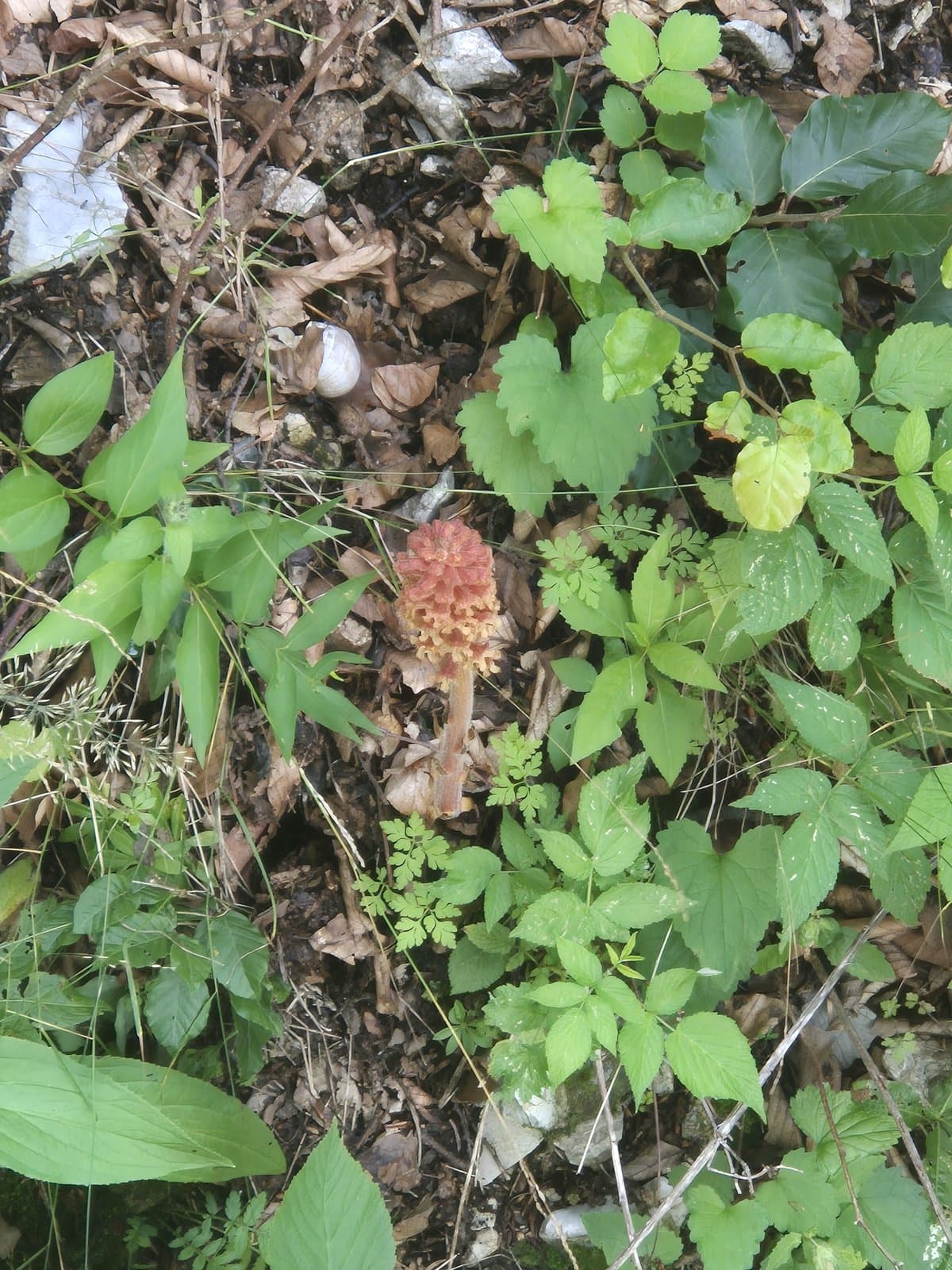 Orobanche mayeri (Suess. & Ronniger) Bertsch