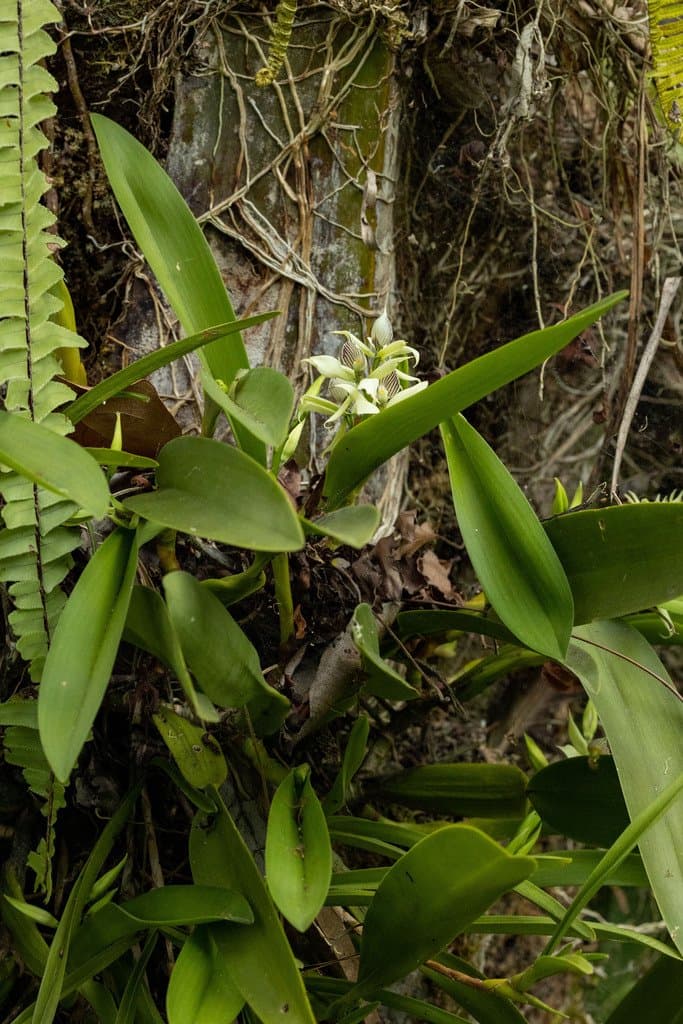 Prosthechea aemula (Lindl.) W.E.Higgins