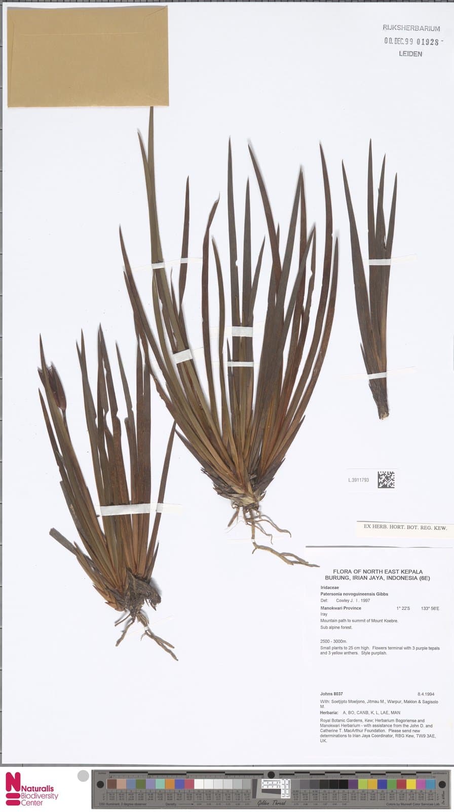 Patersonia novoguineensis Gibbs