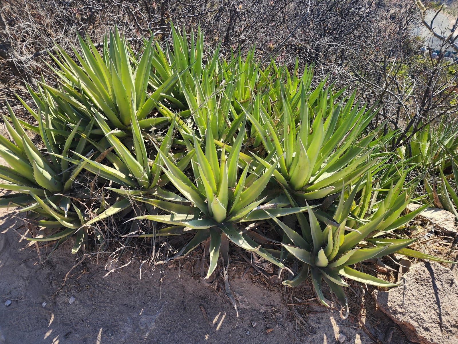 Agave angustiarum Trel.