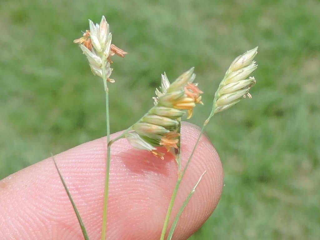 Bouteloua dactyloides (Nutt.) Columbus