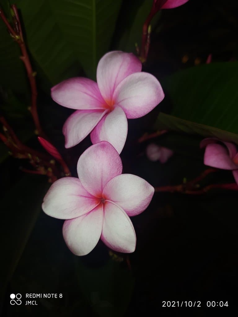Plumeria rubra L.
