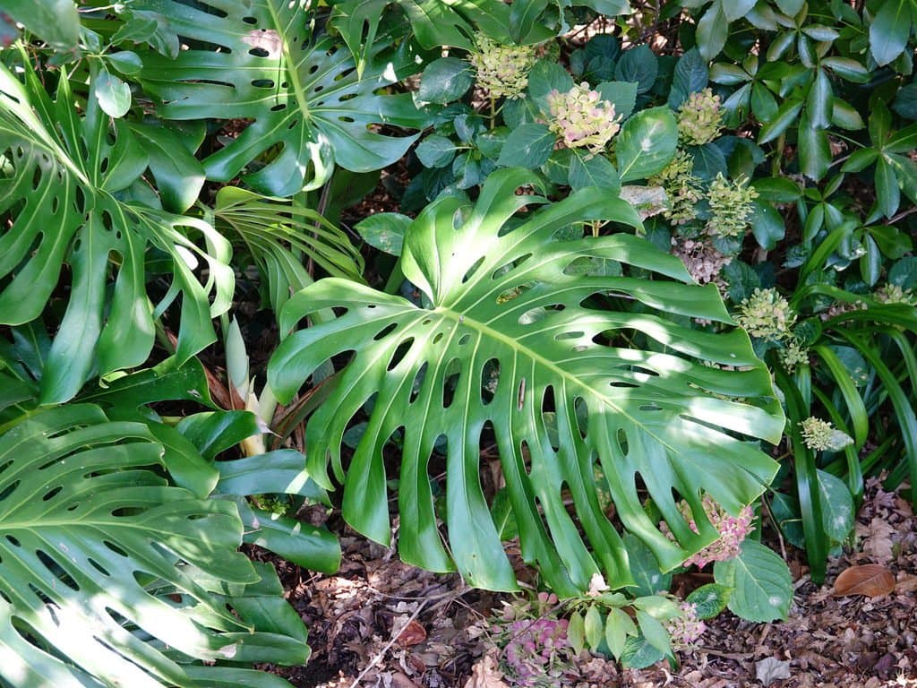 Monstera deliciosa Liebm.