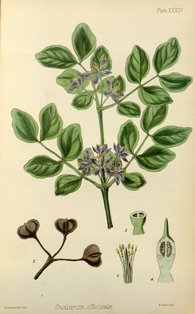Guaiacum officinale L.