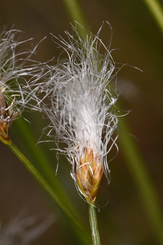 Trichophorum alpinum (L.) Pers.