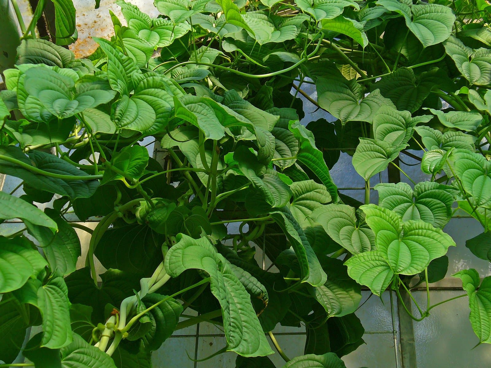 Dioscorea esculenta (Lour.) Burkill