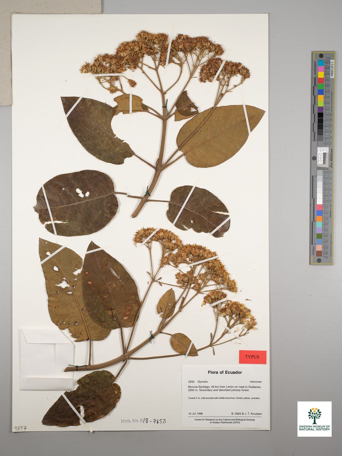 Nordenstamia limonensis (B.Nord.) B.Nord.