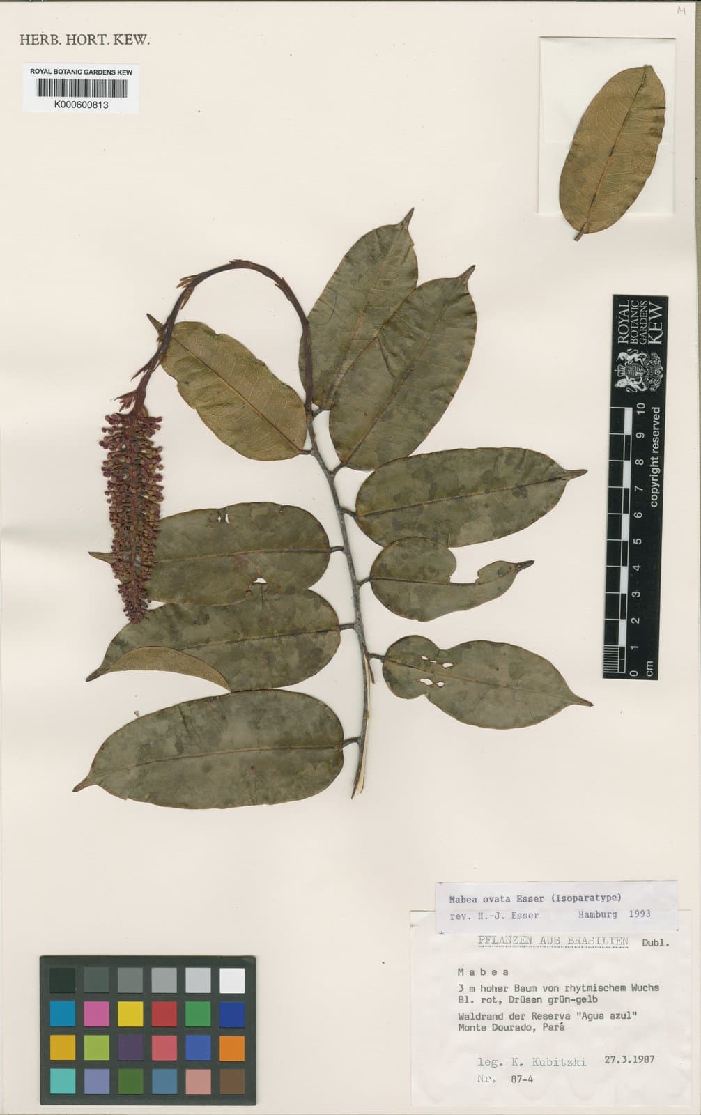 Mabea ovata Esser