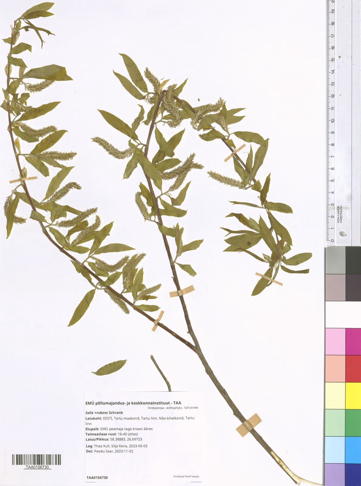 Salix ×rubens Schrank
