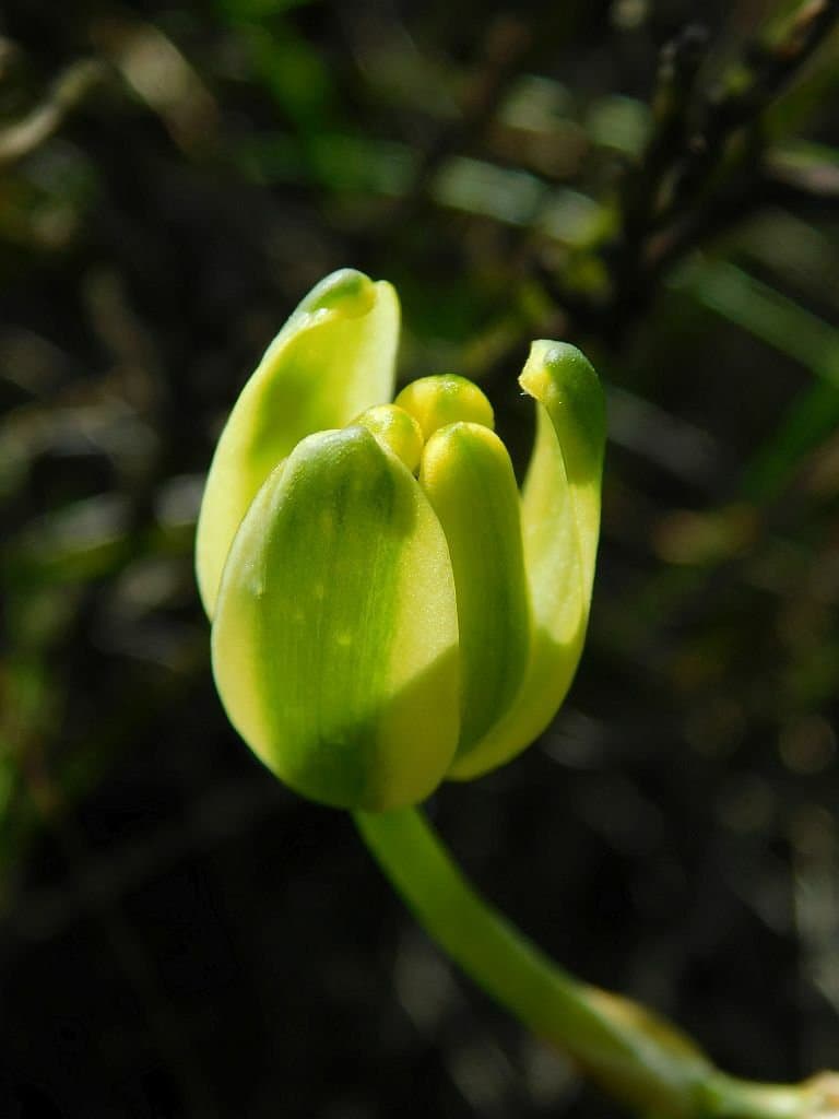 Albuca somersetianum
