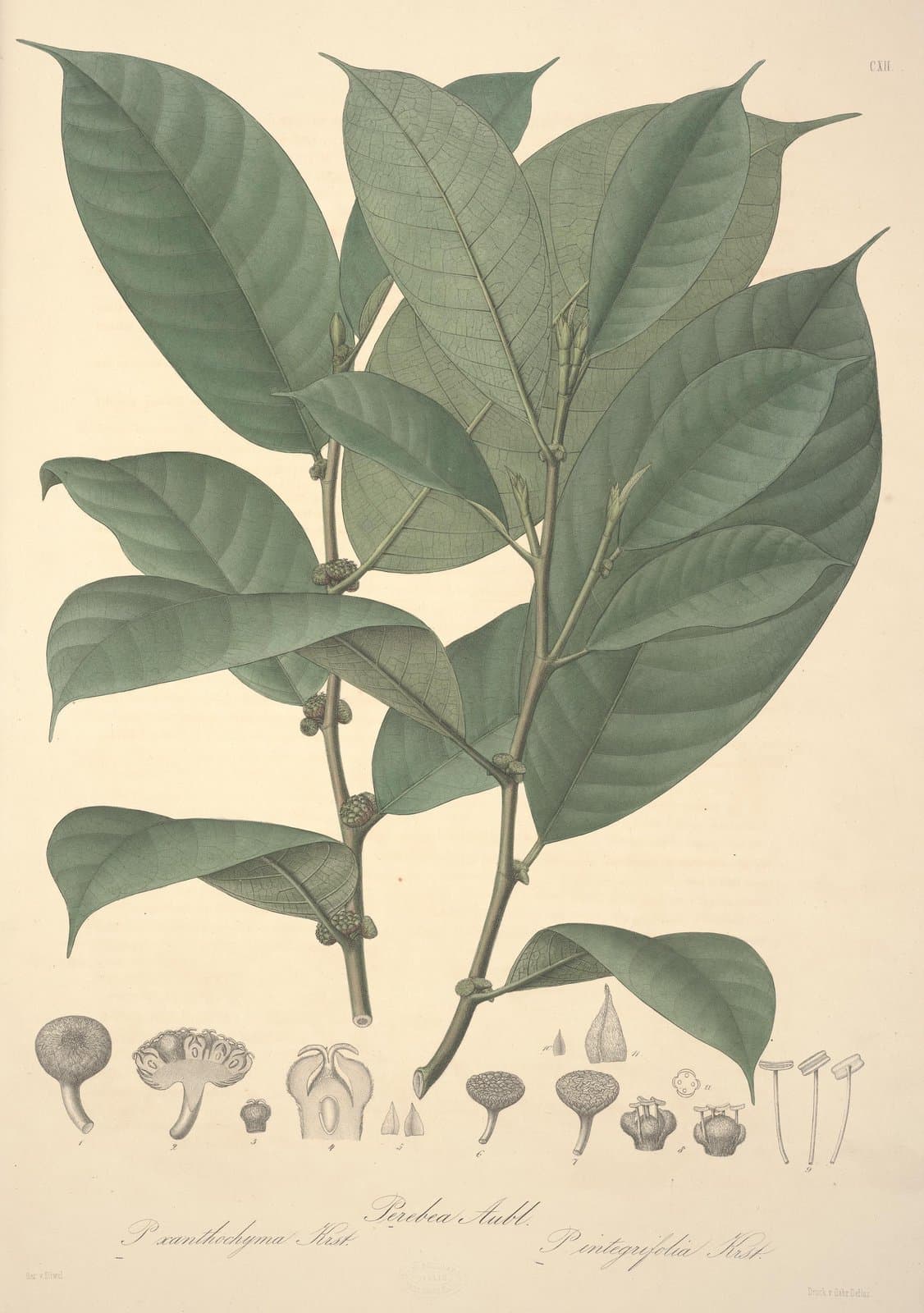 Perebea xanthochyma H.Karst.