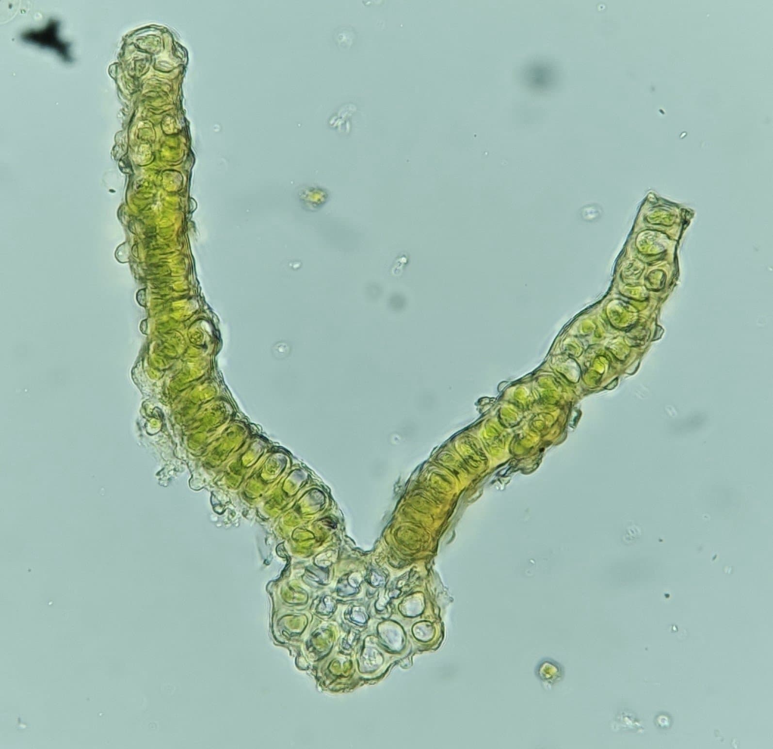 Schistidium pruinosum (Wilson ex Schimp.) G.Roth