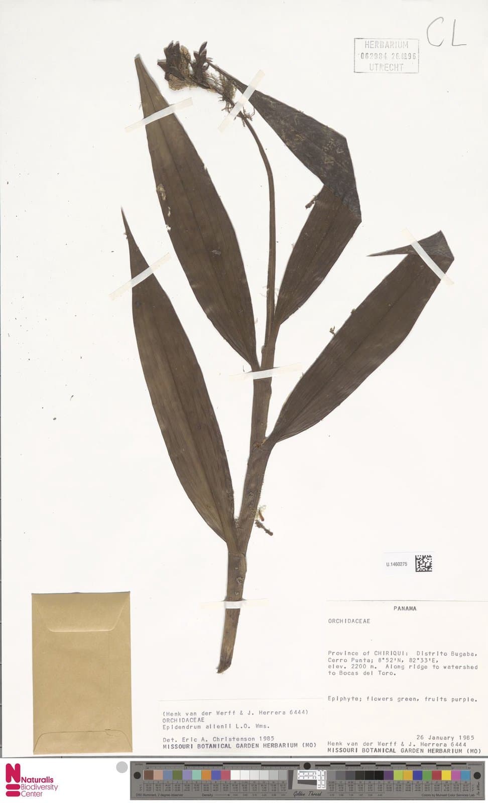 Epidendrum allenii L.O.Williams