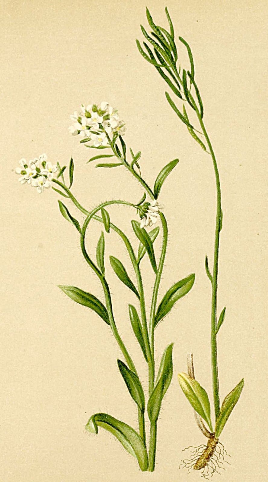Arabis ciliata Clairv.