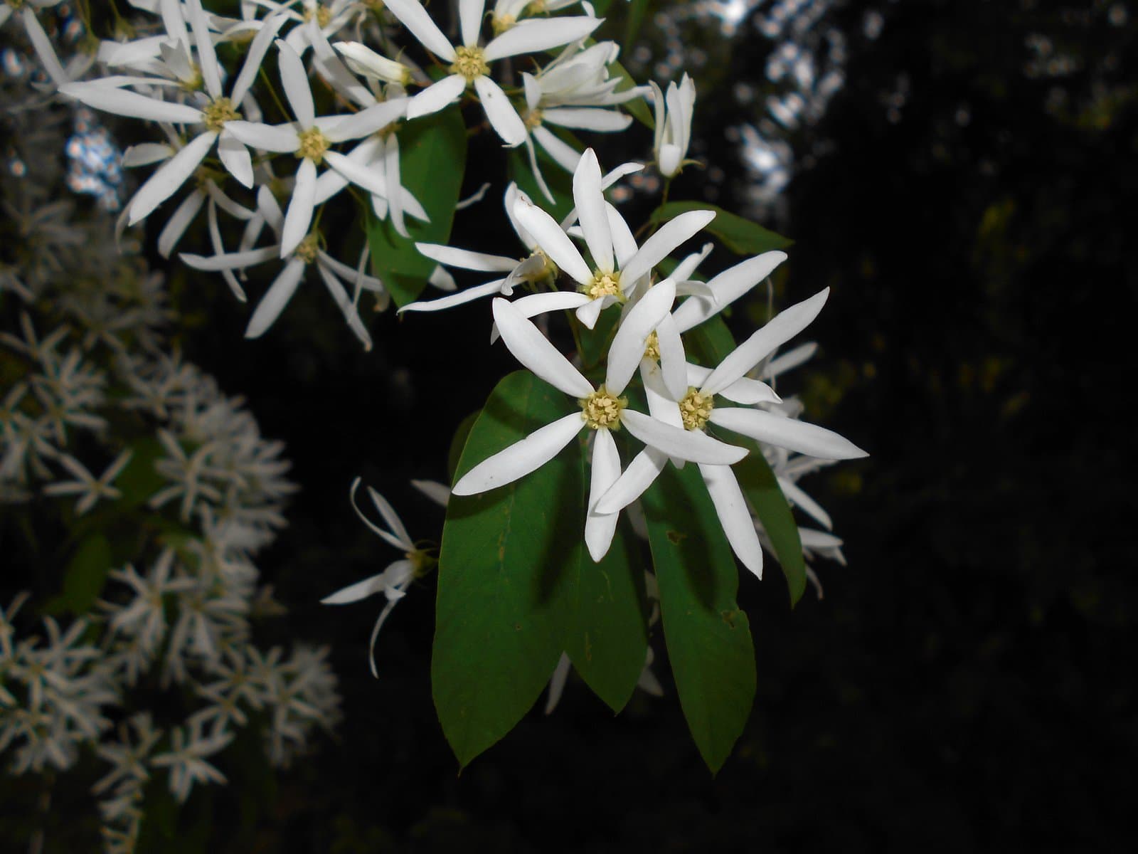 Amelanchier sinica (C.K.Schneid.) Chun
