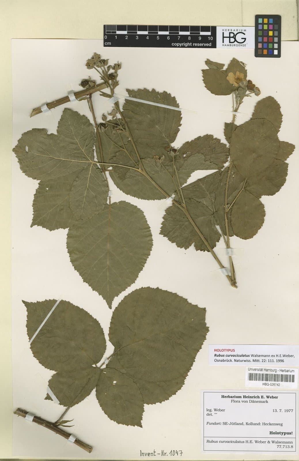 Rubus curvaciculatus Walsemann ex H.E.Weber