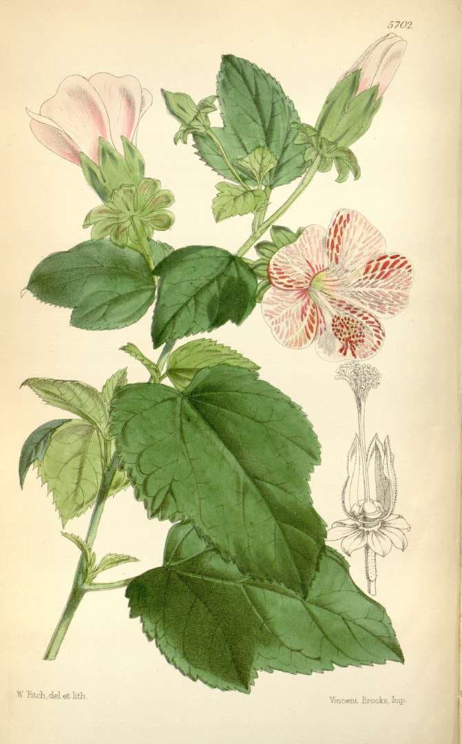 Hibiscus lavaterioides Moric.