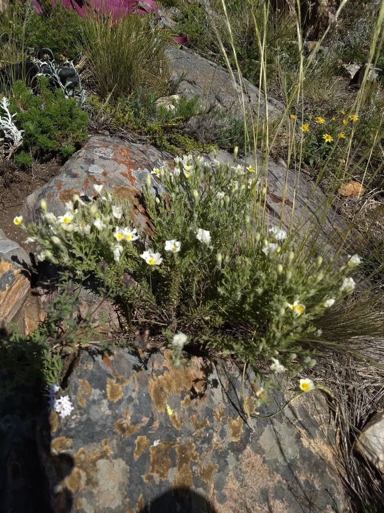 Nierembergia tandilensis (Kuntze) Cabrera