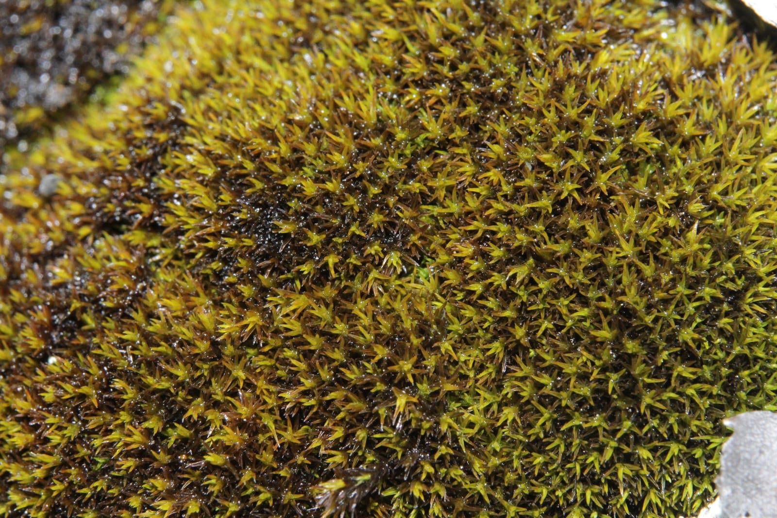 Grimmia elongata Kaulf.