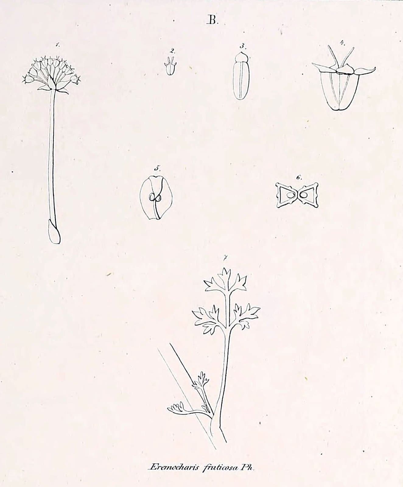 Eremocharis fruticosa Phil.