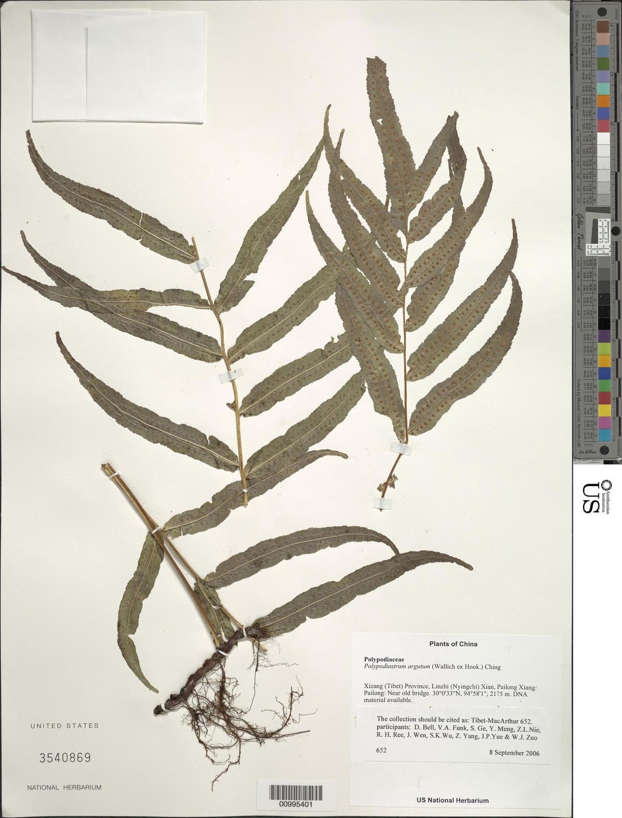 Goniophlebium argutum (Wall. ex Hook.) J.Sm.