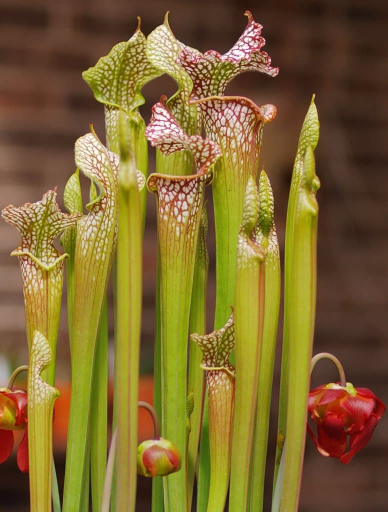 Sarracenia leucophylla Raf.