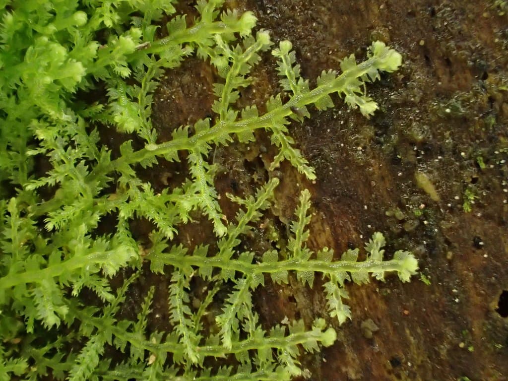 Lepidozia reptans (L.) Dumort.