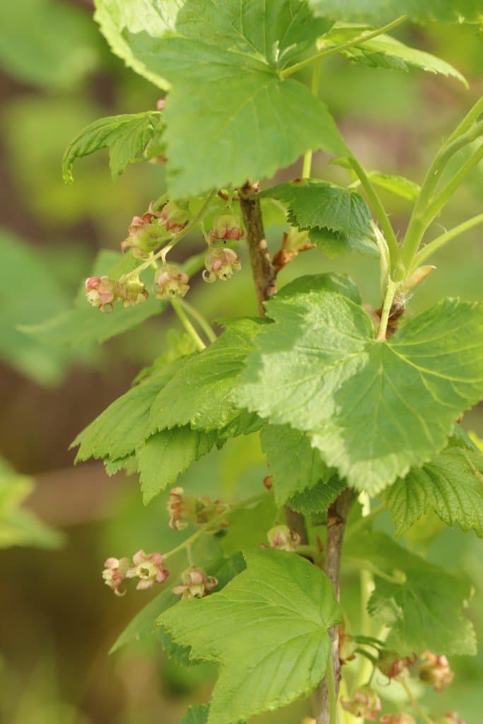 Ribes nigrum L.