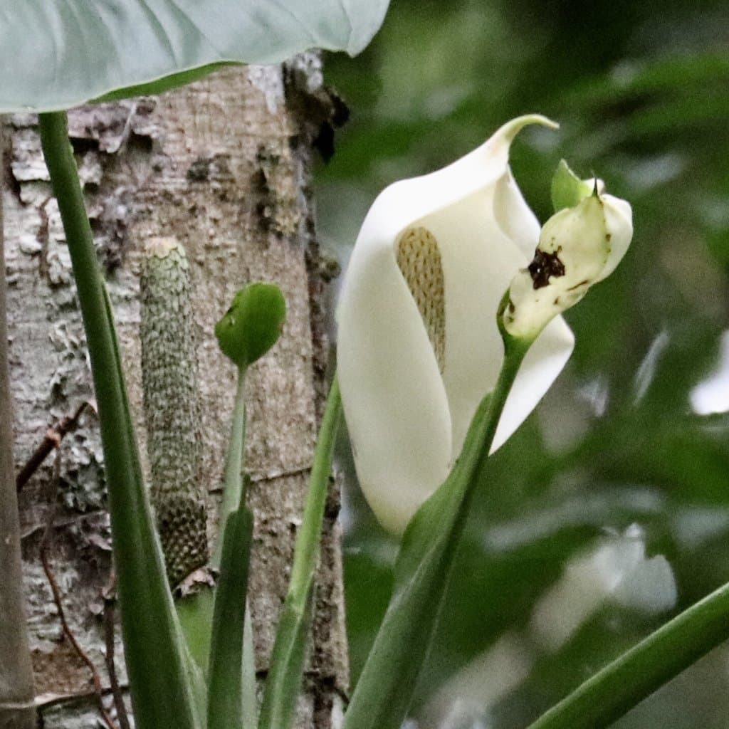 Monstera adansonii Schott