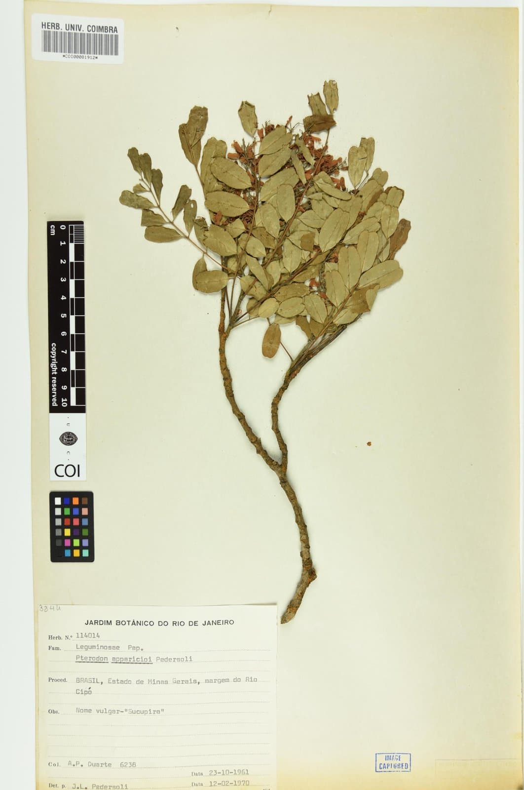 Pterodon apparicioi Pedersoli