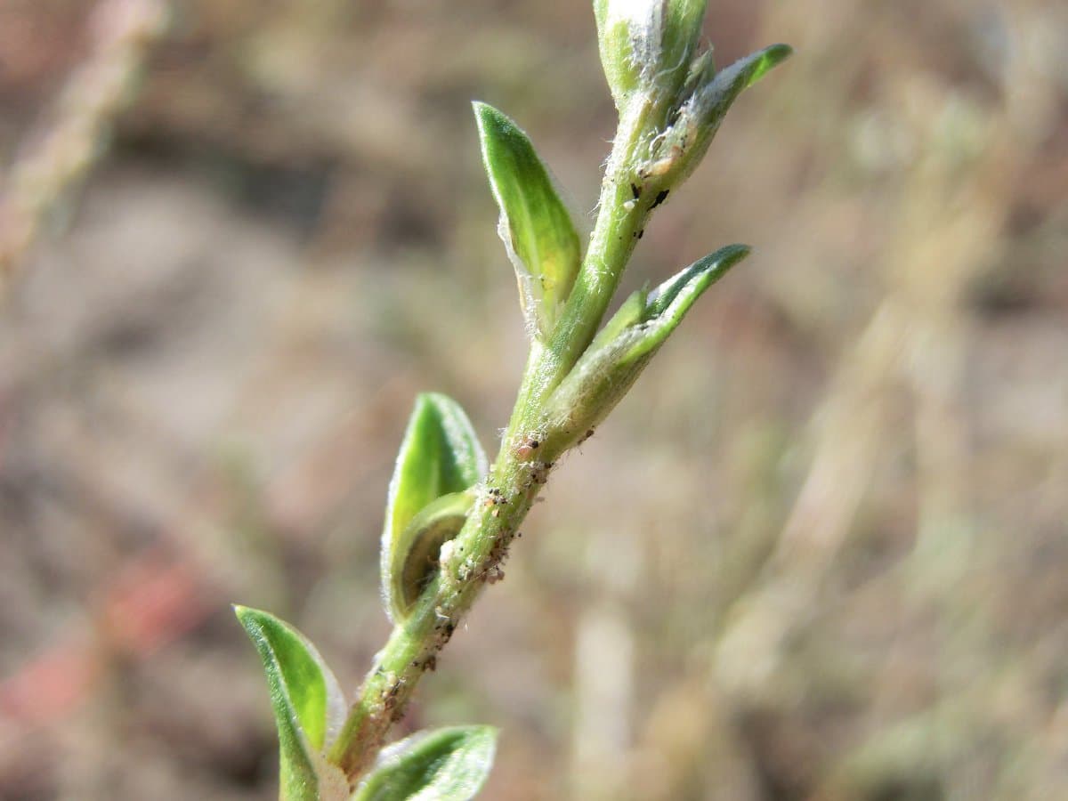 Corispermum intermedium Schweigg.
