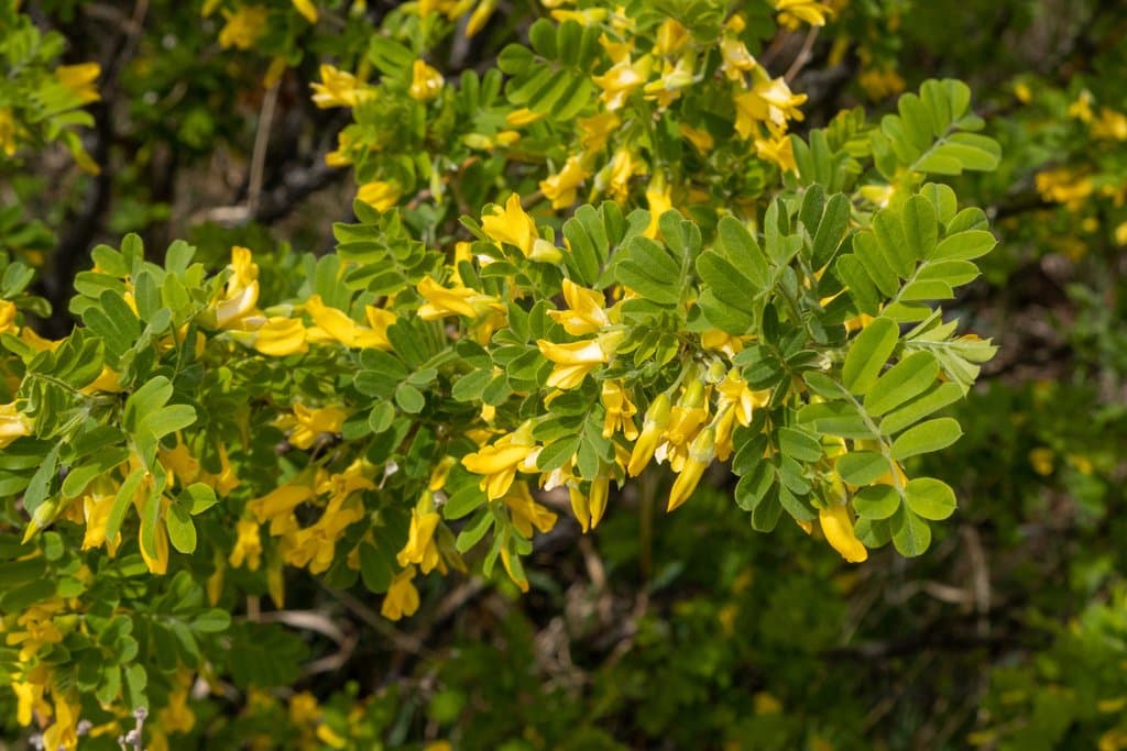 Caragana arborescens Lam.