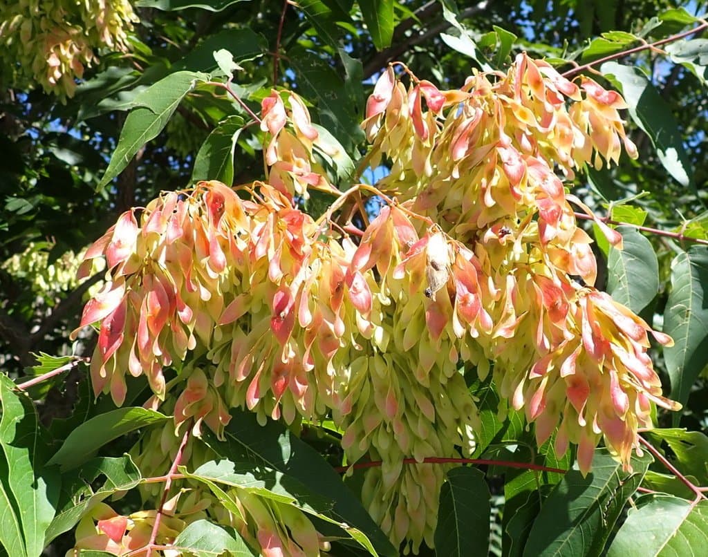 Ailanthus altissima (Mill.) Swingle