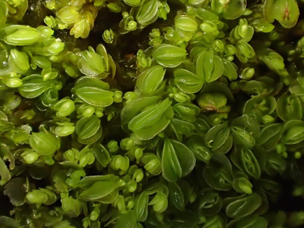 Solenostoma gracillimum (Sm.) R.M.Schust.