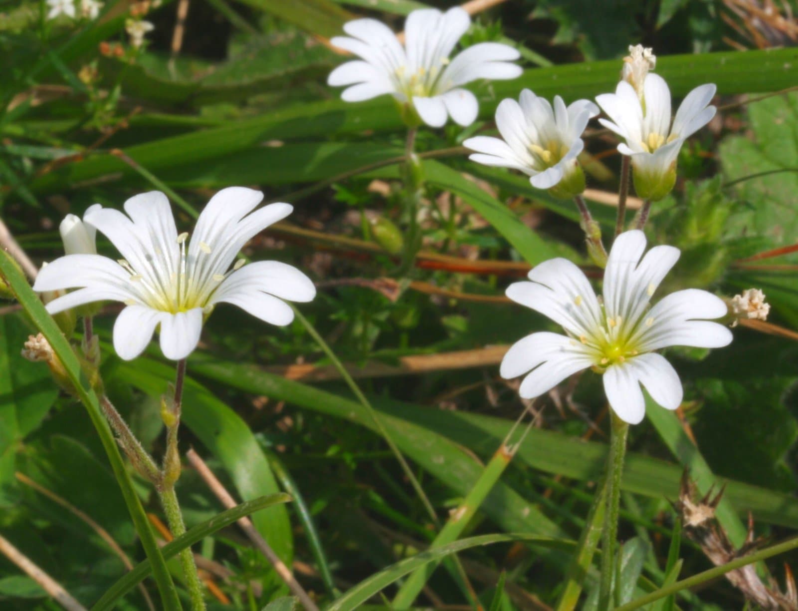 Cerastium alpinum L.