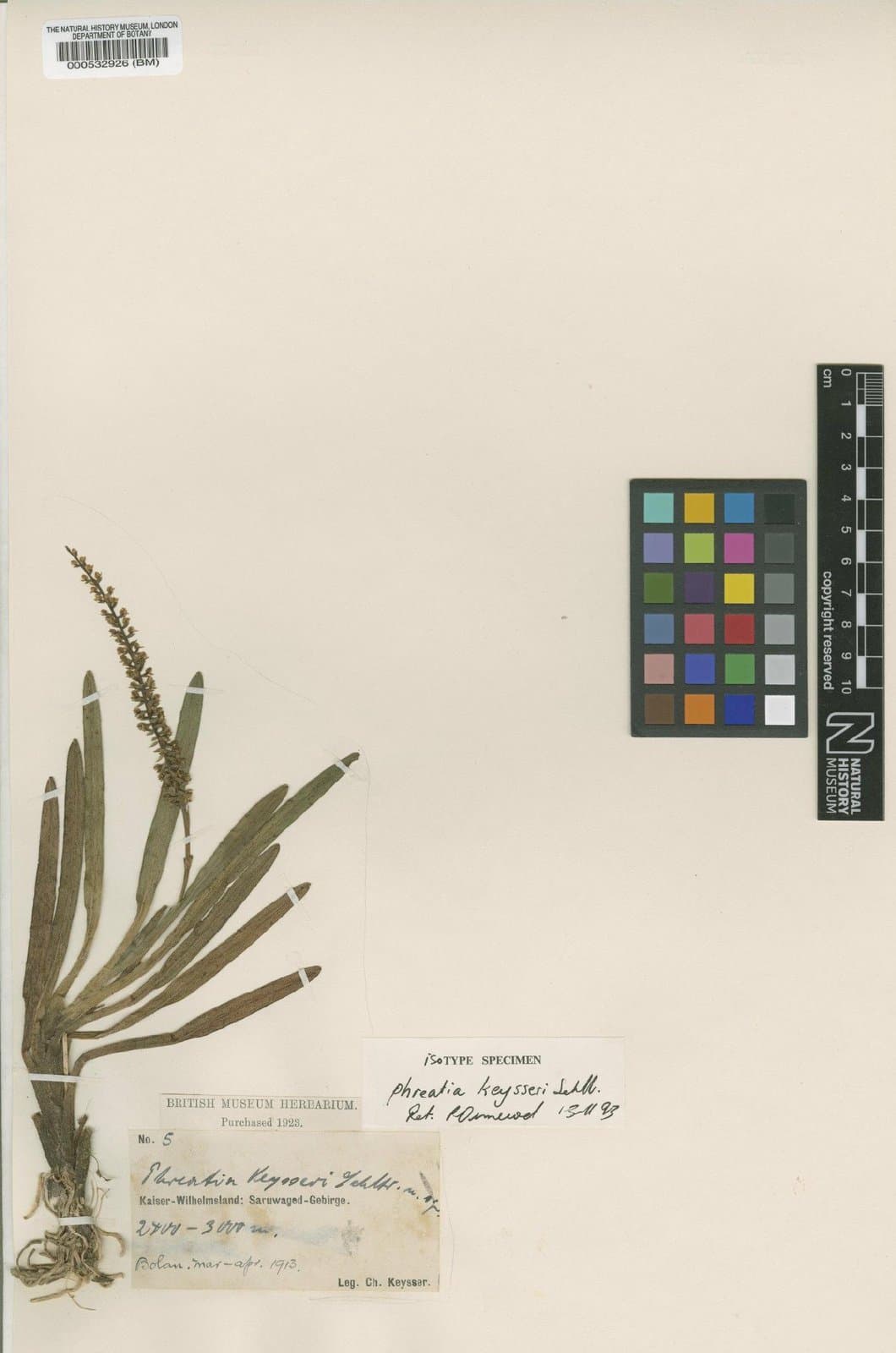 Phreatia keysseri Schltr.