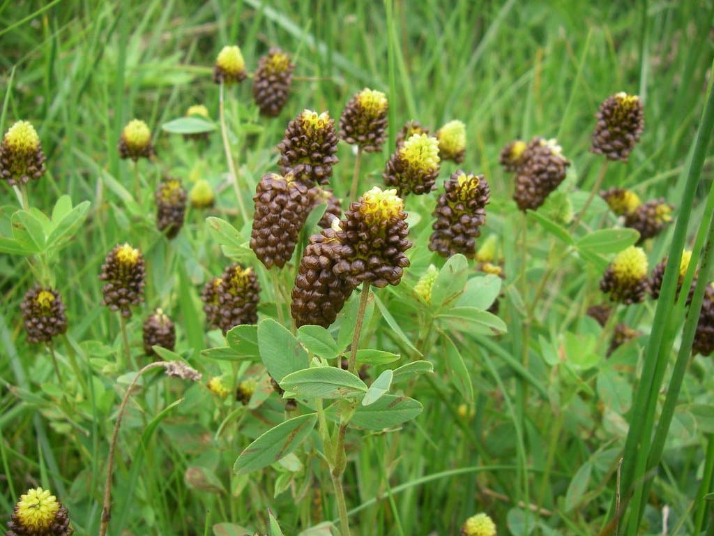 Trifolium spadiceum L.