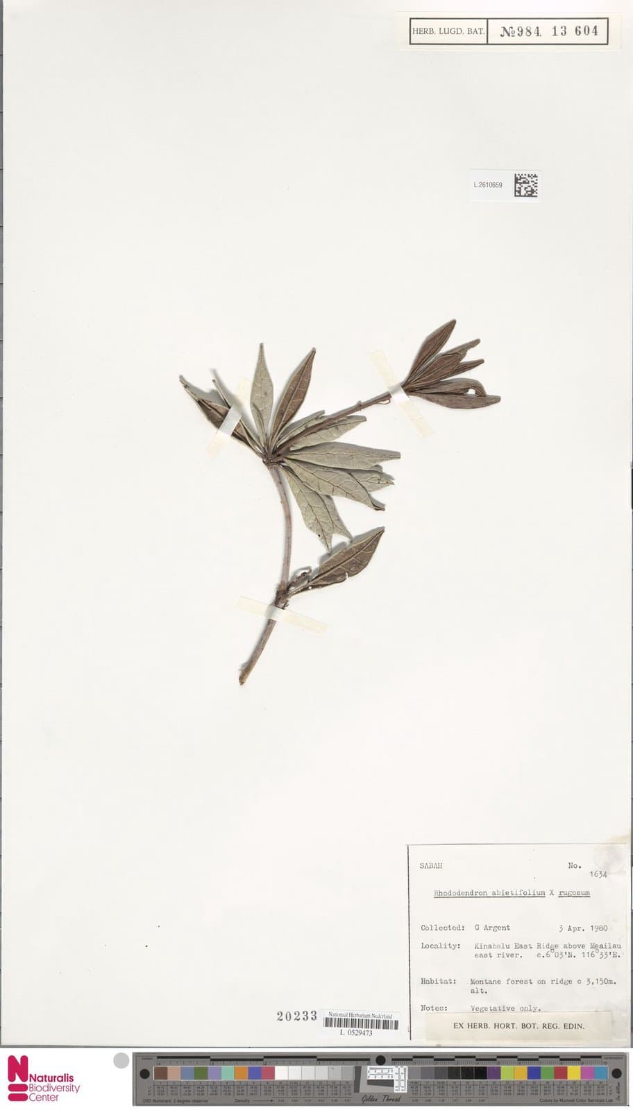 Rhododendron abietifolium Sleumer
