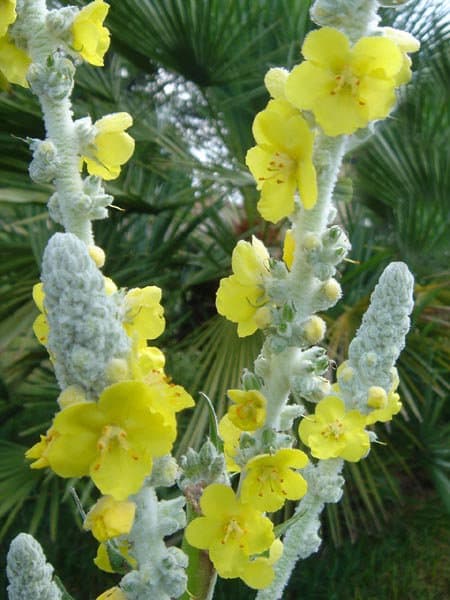 Verbascum bombyciferum Boiss.