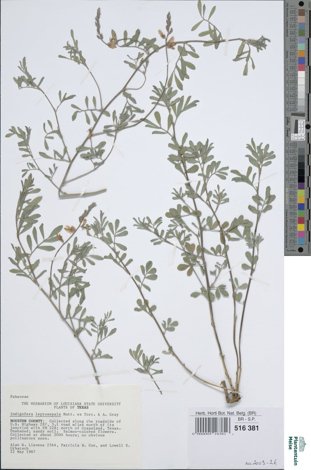 Indigofera argutidens Craib