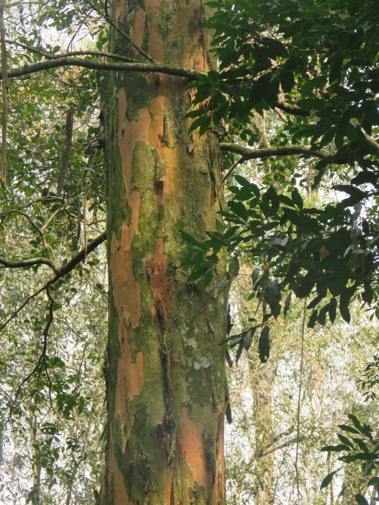Eugenia pyriformis Cambess.