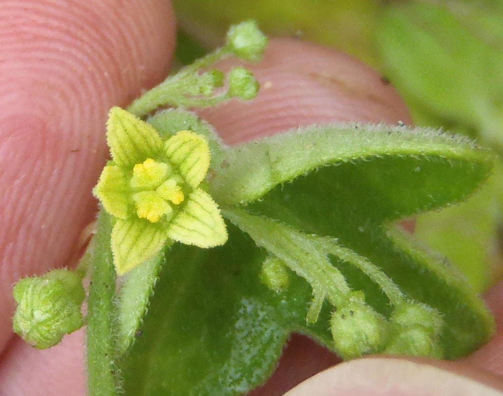 Kedrostis nana (Lam.) Cogn.